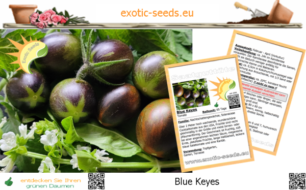 Tomate * Blue Keyes * 20 Samen